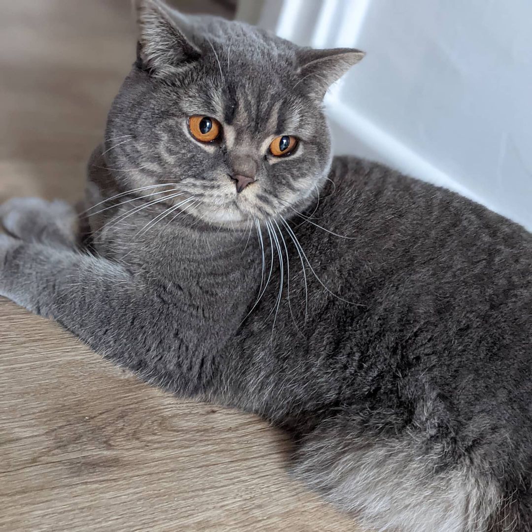 You know British shorthair cat breed price in whole region