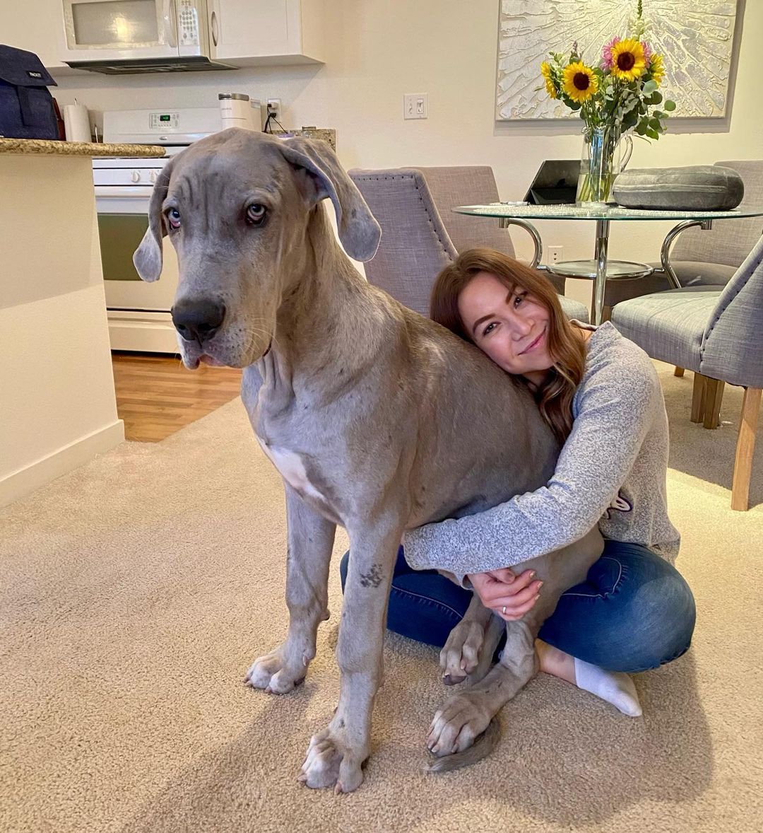 25 Photos That Show How Great Danes Big Really New Pics   Great Dane Dog 18 