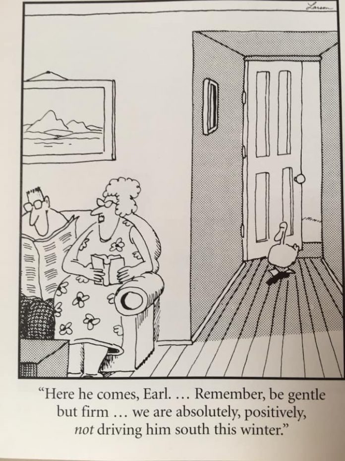 20 Old Far Side Comics That will boost your mood Now Wakeup